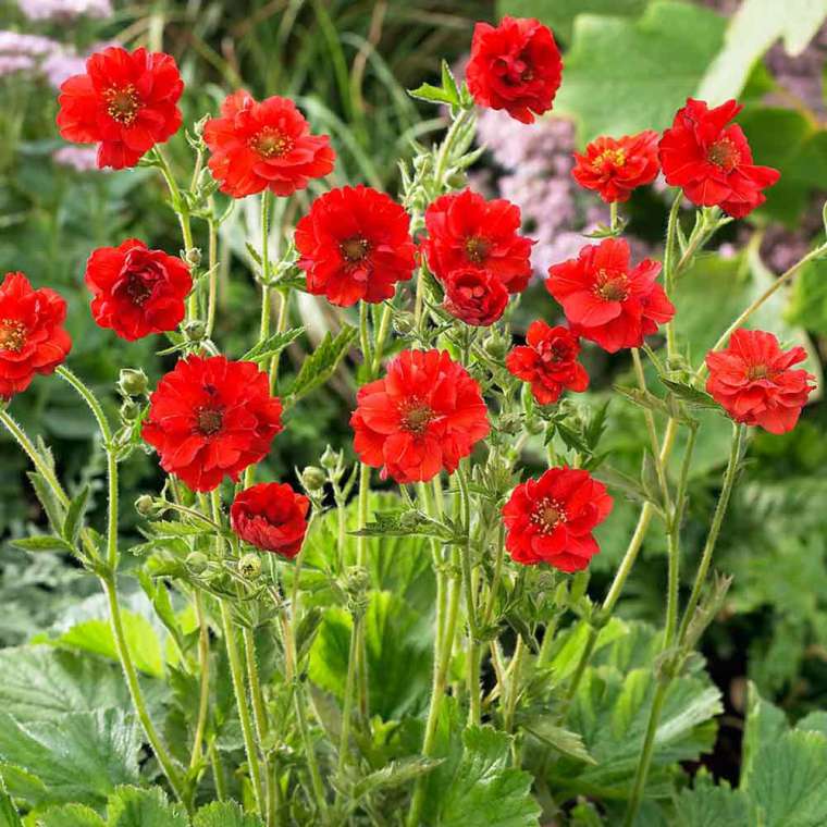 Geum chiloense'Mrs.Bradshaw' 