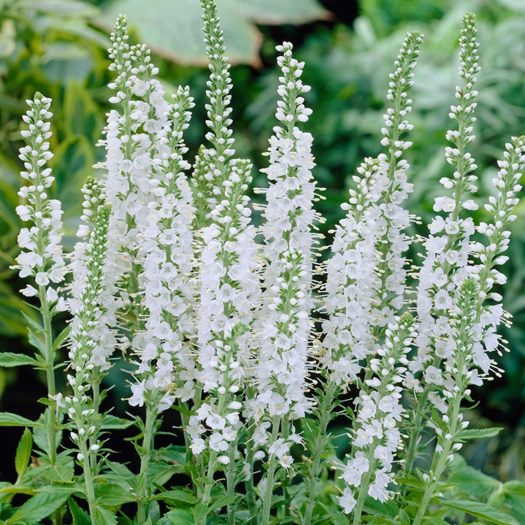 Veronica spicata'Icicle'