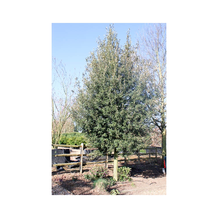 Quercus ilex 