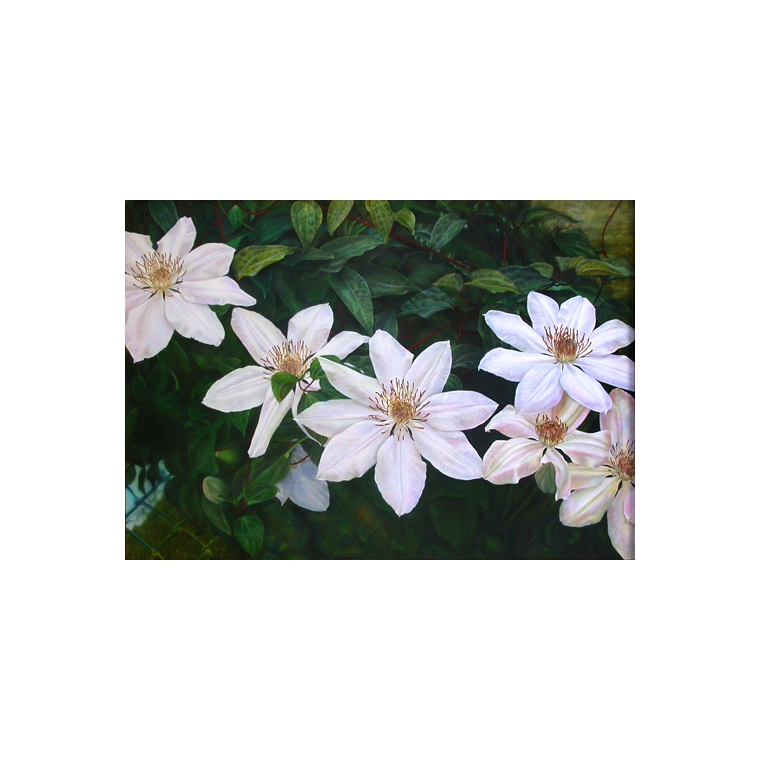 Clematis'Henryi' 