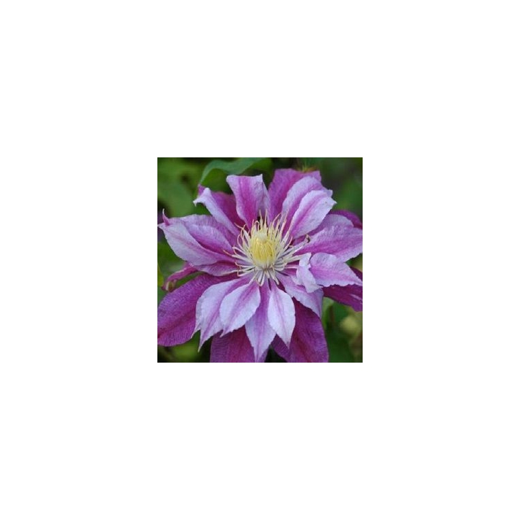 Clematis'Ragamuffin' 