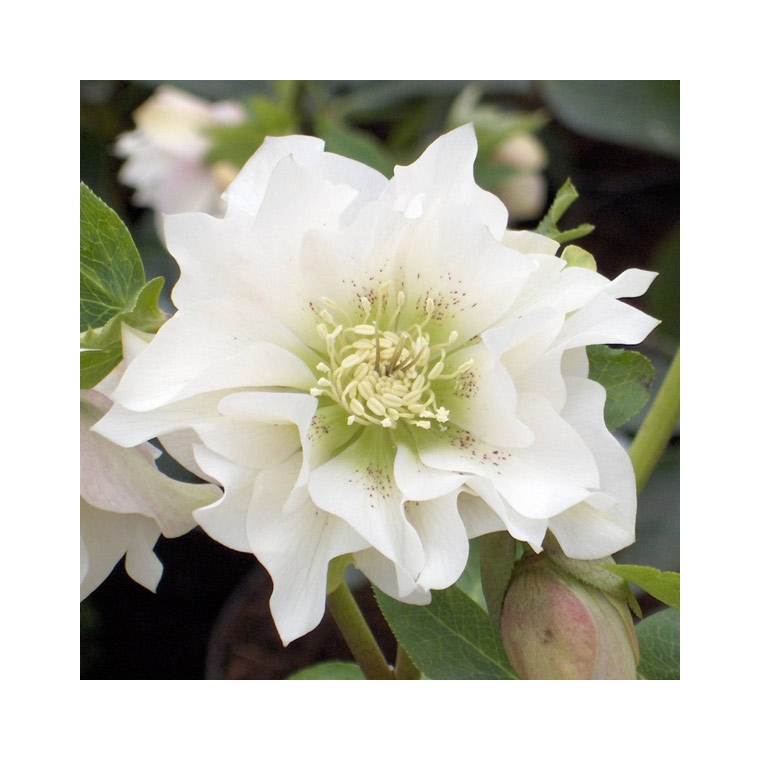 Helleborus orientalis'Double Ellen White'