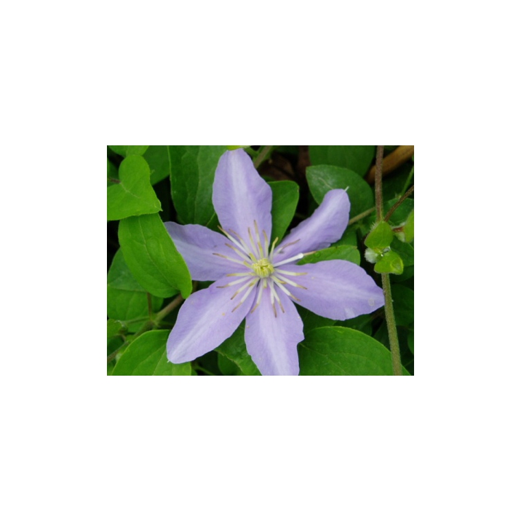 Clematis'Justa' 