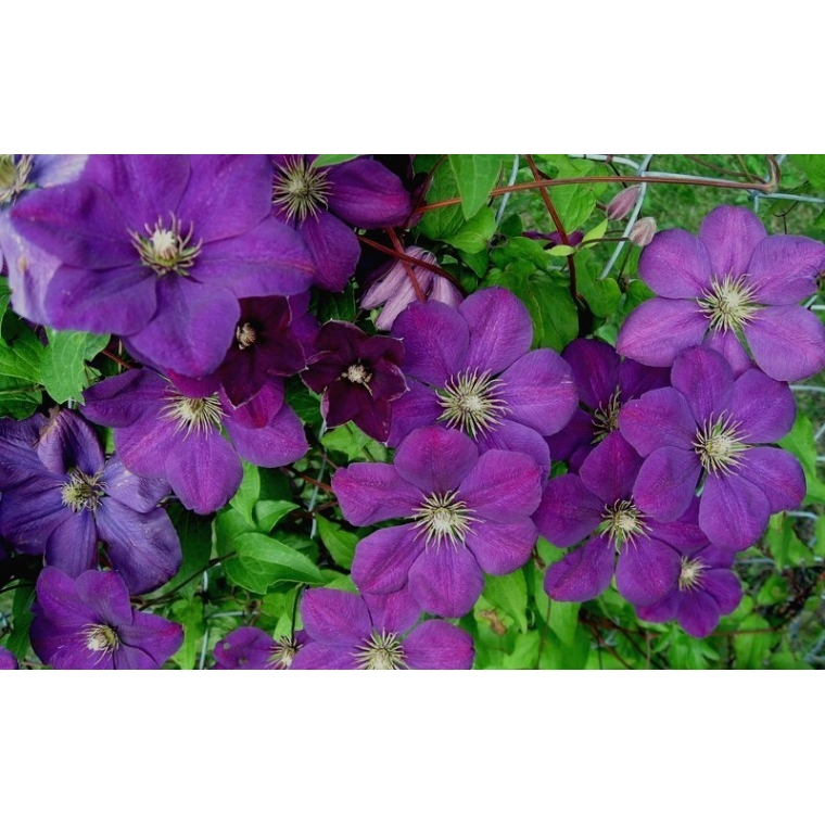 Clematis'Perrin's Pride' 