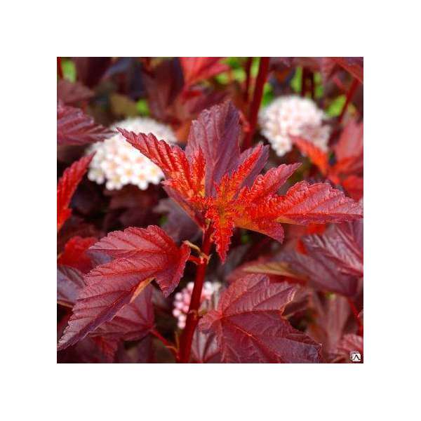 Physocarpus opulifolius'Little Angel' 