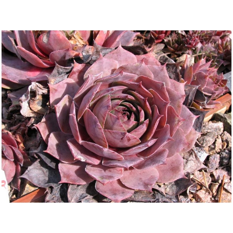 Sempervivum'Feldmaier'