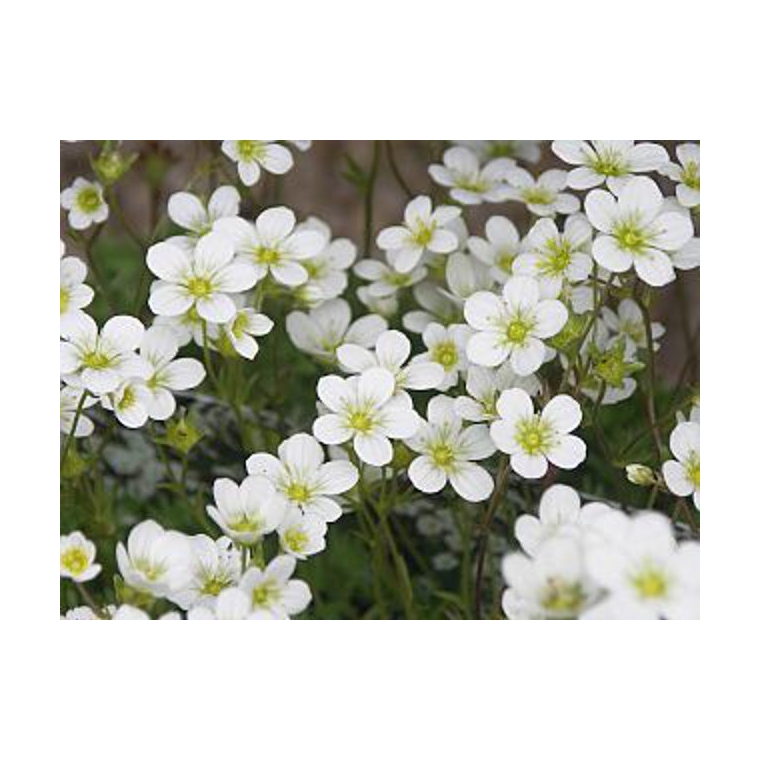 Saxifraga'Schneeteppich'