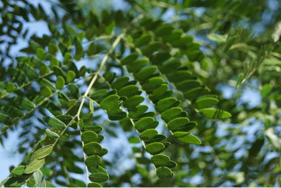 Gleditsia triacanthos'Draves' 