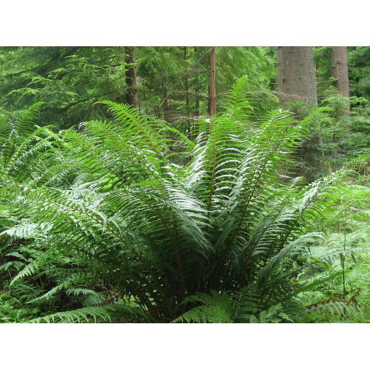 Dryopteris filix-mas'Barnesii'