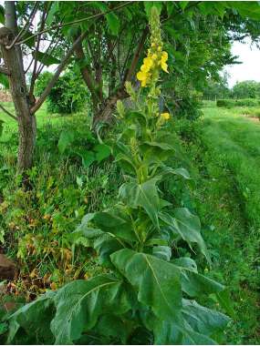 Verbascum densiflorum