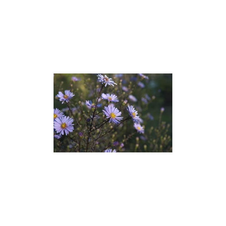 Aster laevis'Calliope'