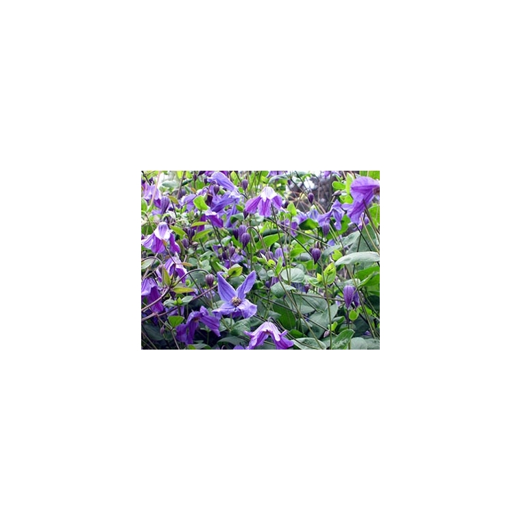 Clematis'Eriostemon' 