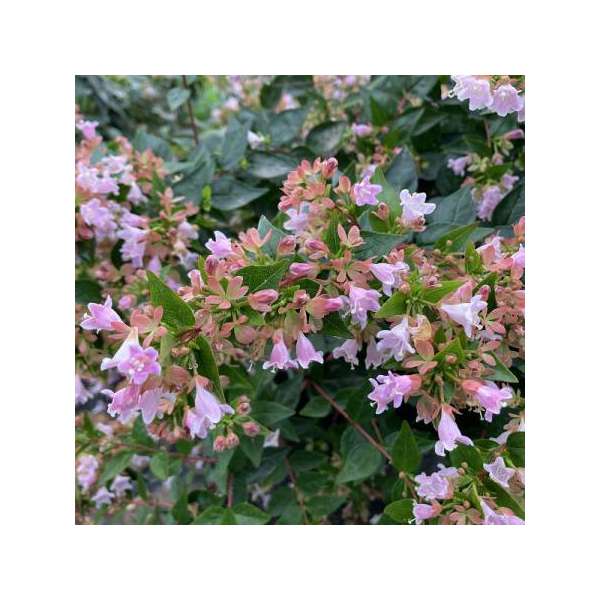 Abelia'Raspberry Profusion' 