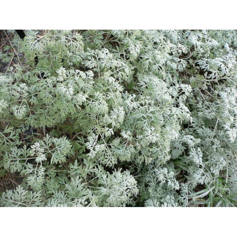 Artemisia absinthium