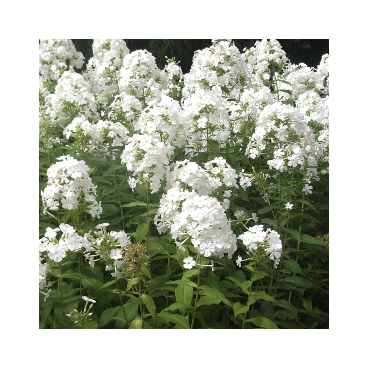 Phlox paniculata'Fujiyama' 