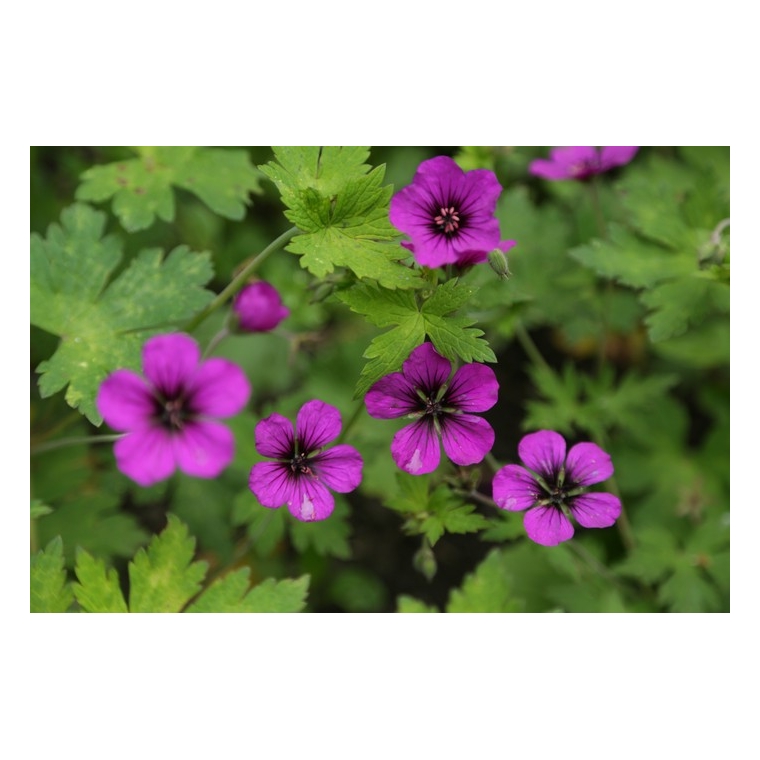 Geranium'Anne Thomson'