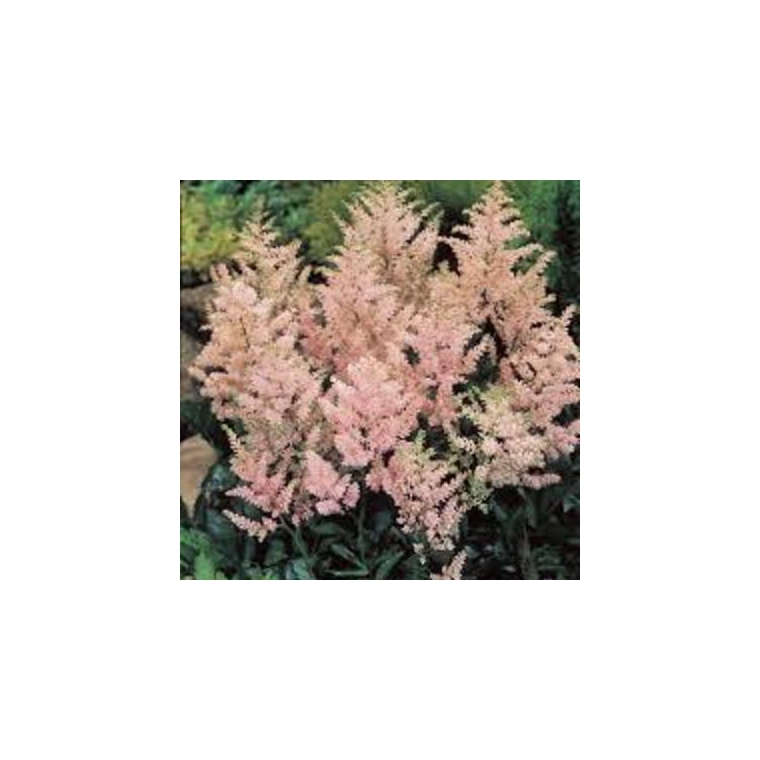 Astilbe japonica'Europa' 