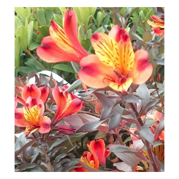 Alstroemeria'Indian Summer 