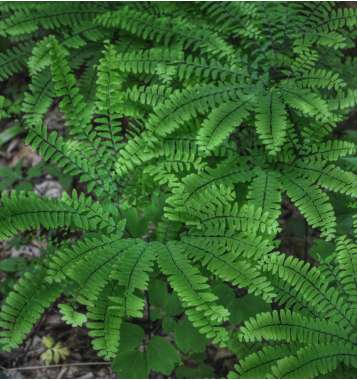 Adianthum pedatum