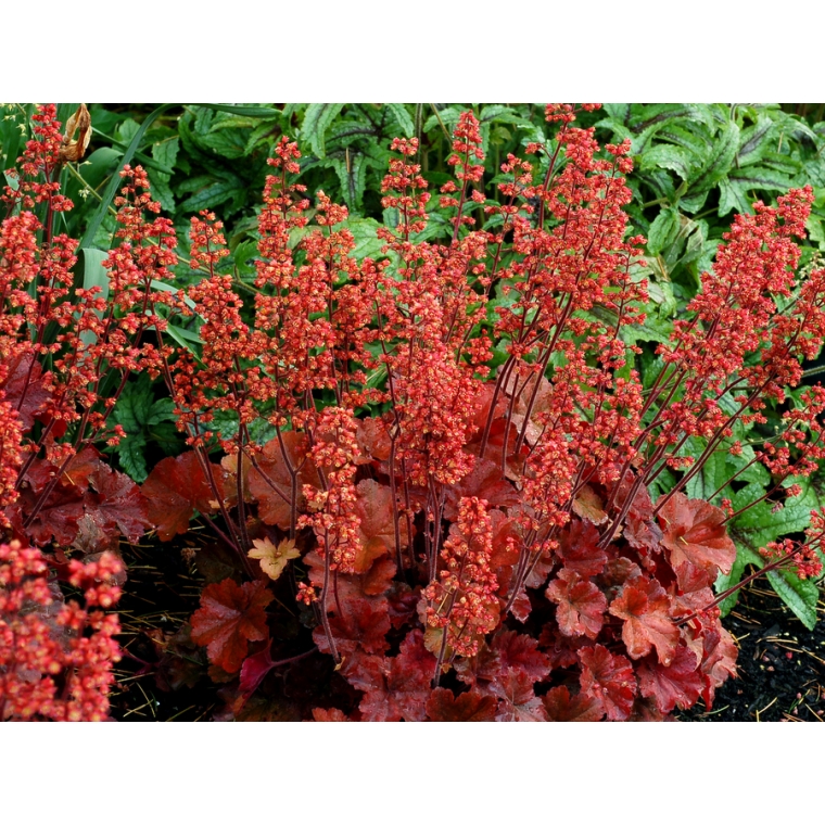 Heuchera'Cherry Cola' 