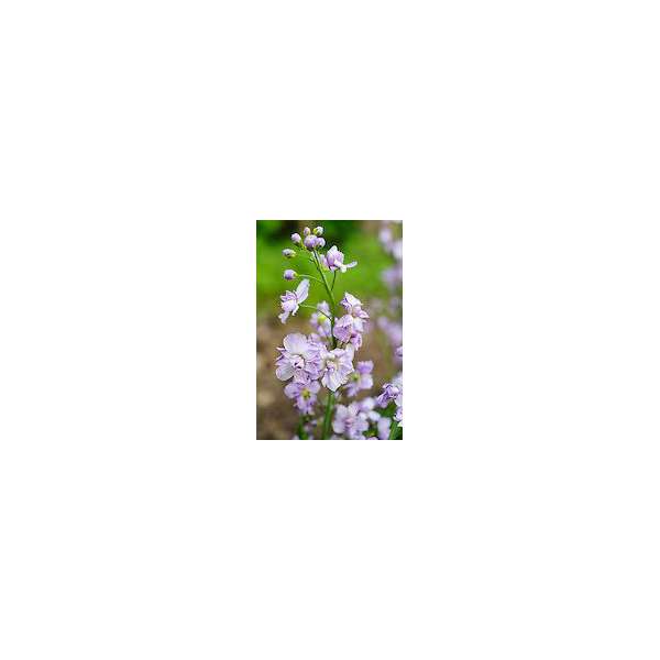 Cardamine pratensis'Flore Pleno'