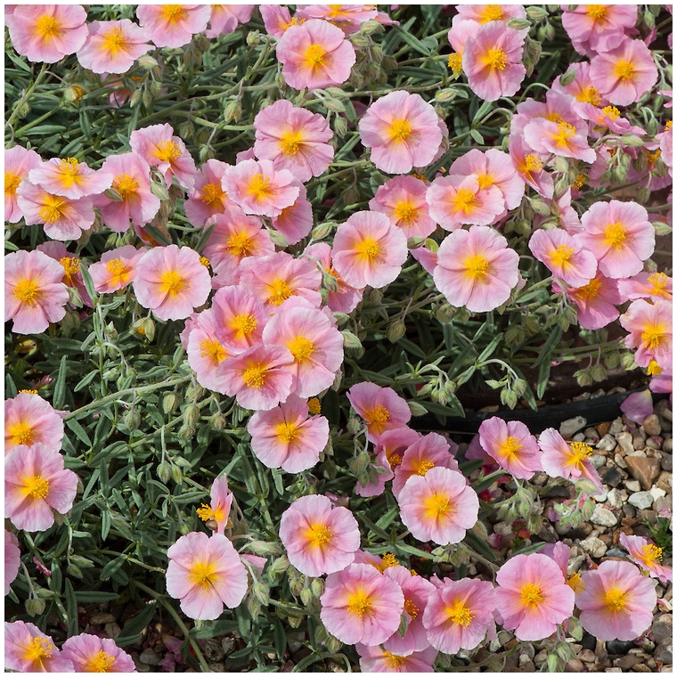 Helianthemum hybride'Rhodanthe Carneum'