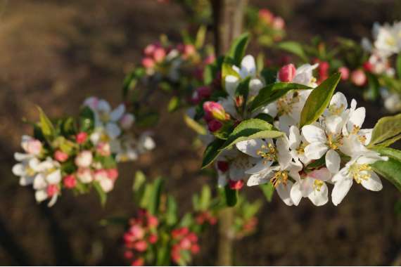 Malus bacata'Akso' 