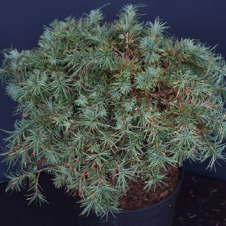 Larix kaempferi'Wehlen' 