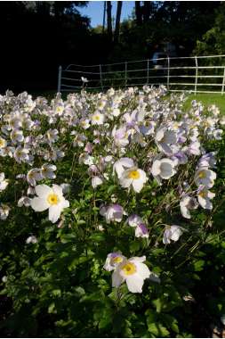 Anemone'Dreaming Swan'