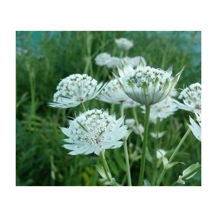 Astrantia major'Snow Star