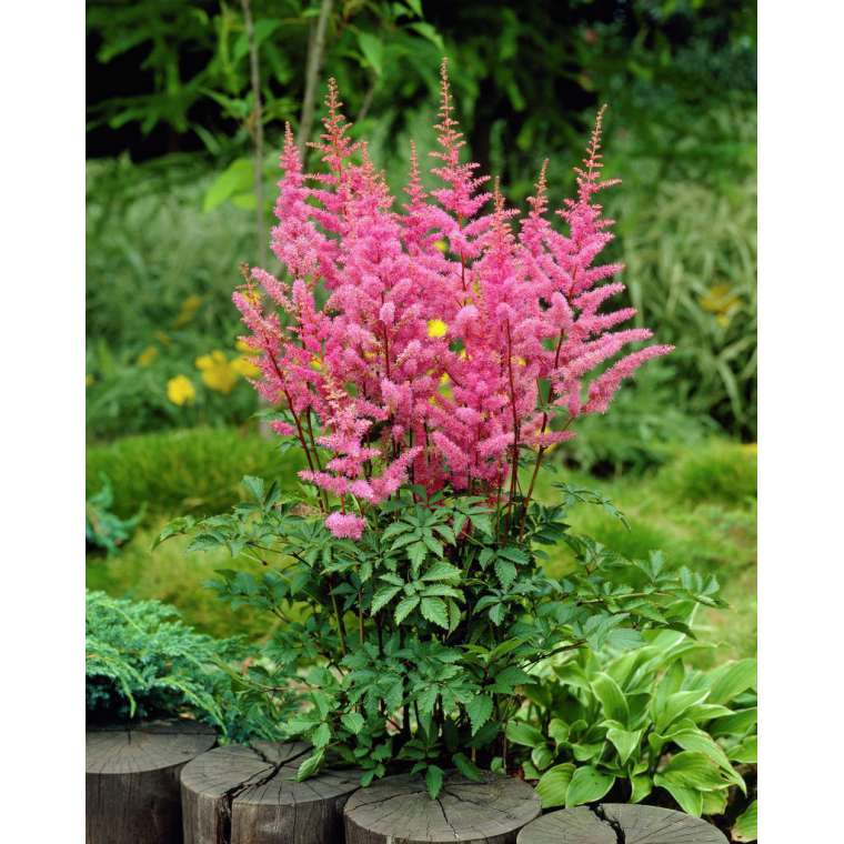 Astilbe arendsii'Amethyst'