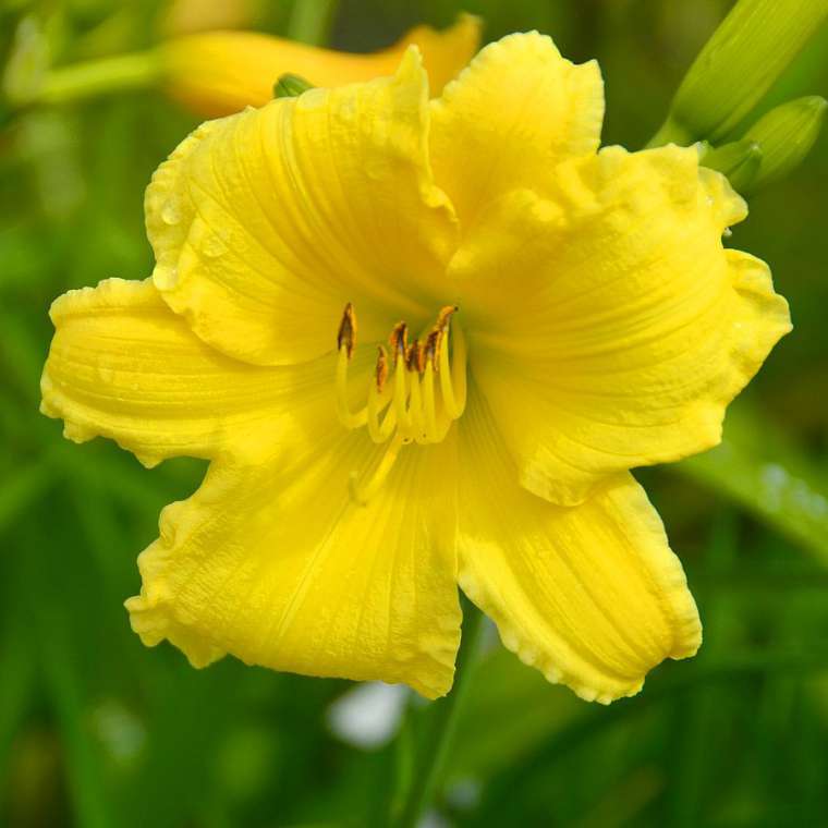 Hemerocallis'Big Time Happy'