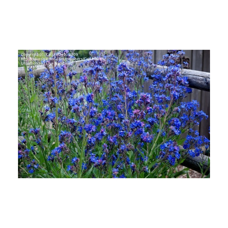 Anchusa azurea'Dropmore'