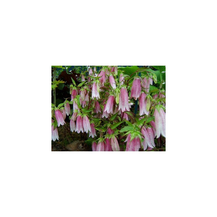 Campanula'Elizabeth'