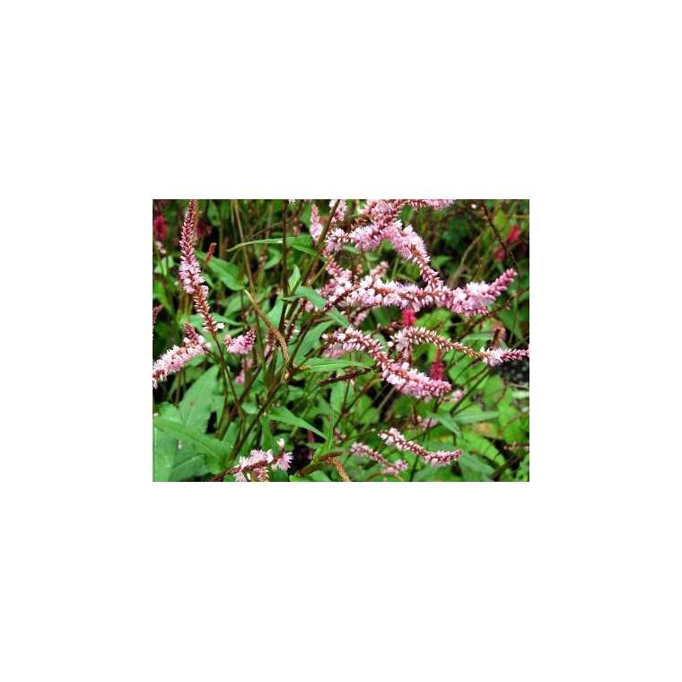 Persicaria amplexicaulis'Pink Elefant' 