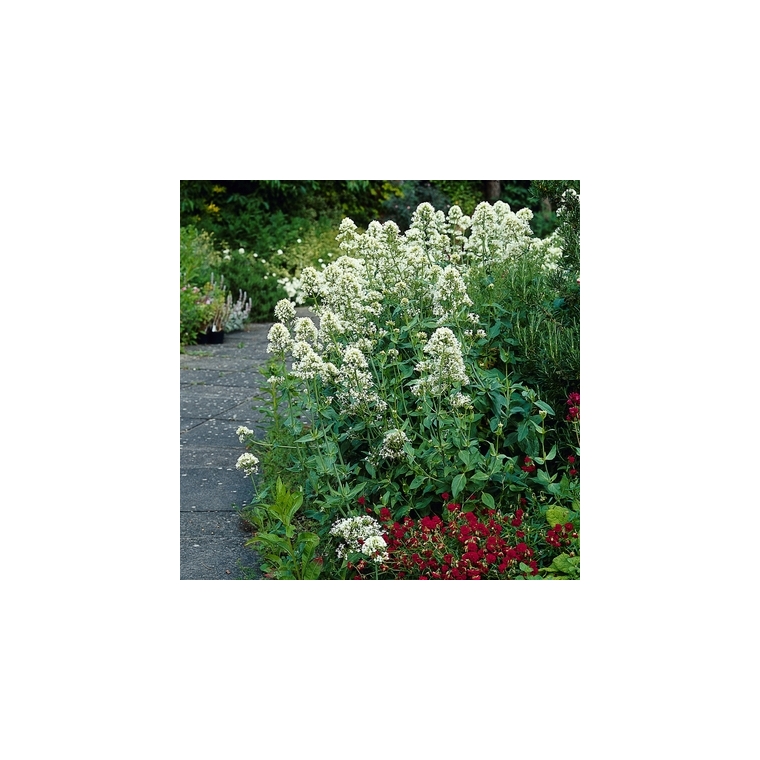 Centranthus ruber'Albus'