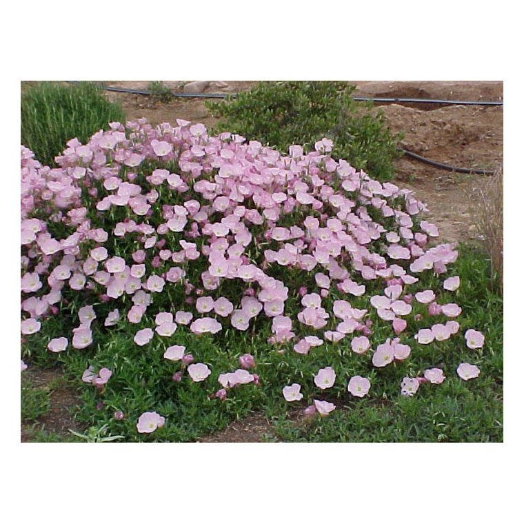 Oenothera speciosa'Siskyou'