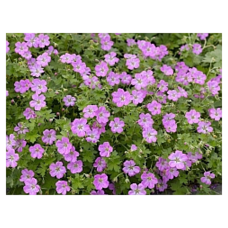 Geranium renardii'Tcschelda'