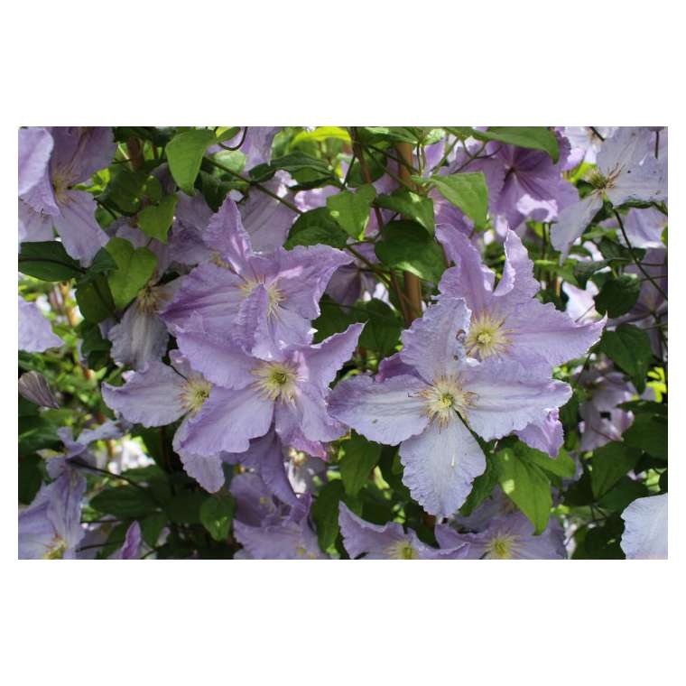 Clematis'Blekitny Aniol' 