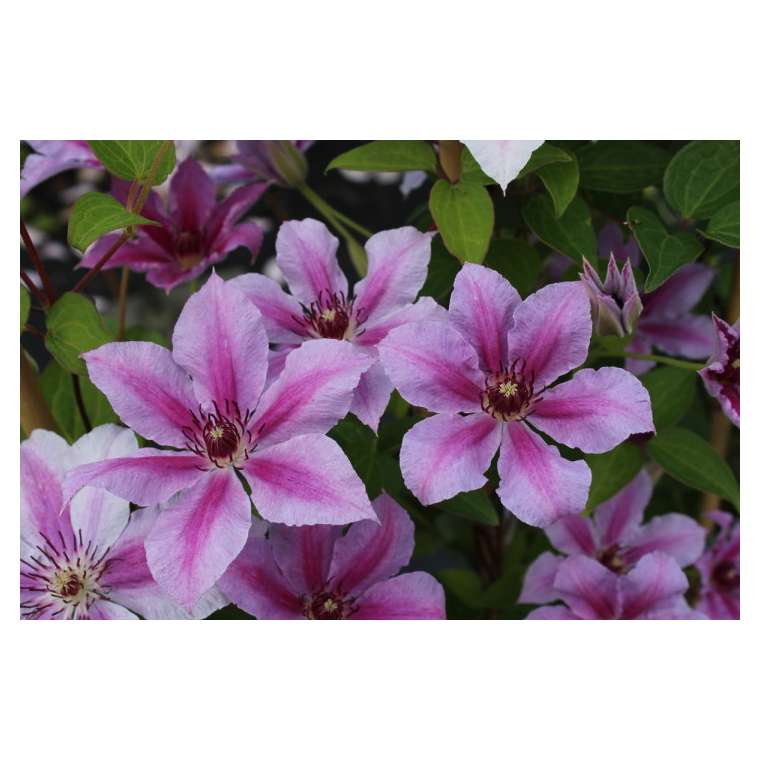 Clematis'Girenas' 