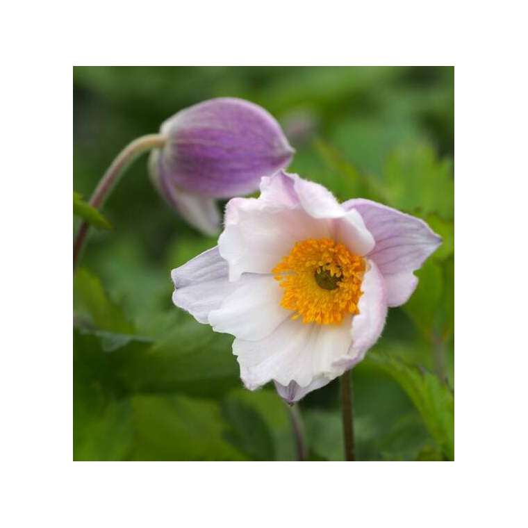 Anemone rupicola'Ruffled Swan'