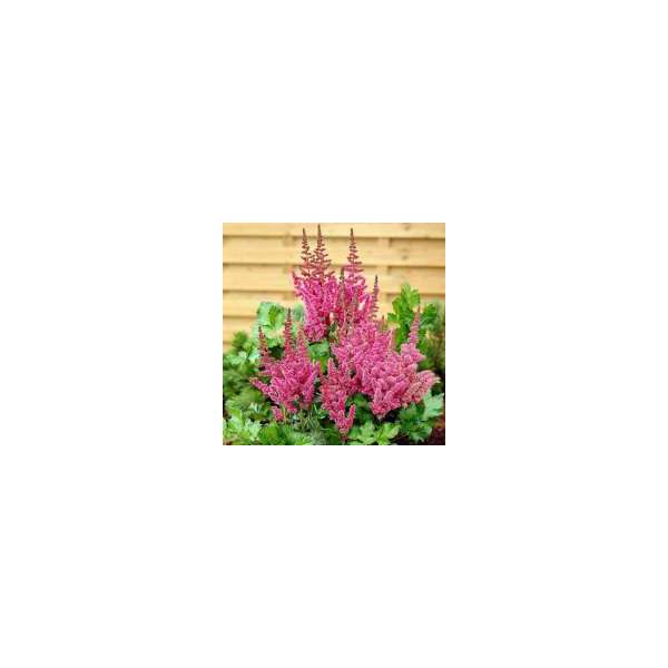 Astilbe'Visions in Pink'