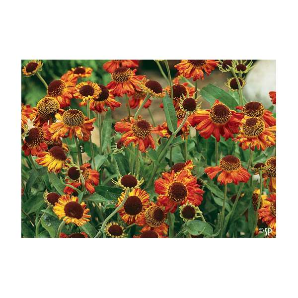 Helenium'Moerheim Beauty' 