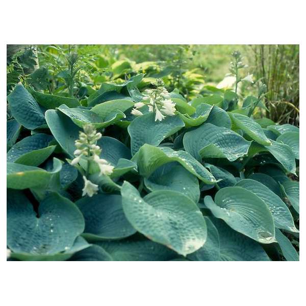 Hosta sieboldiana'Elegans' 