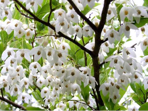 Styrax japonicus 