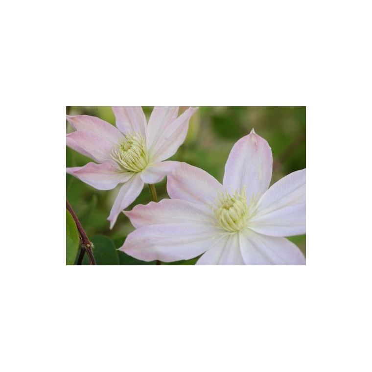 Clematis'Etoile Nacrée' 