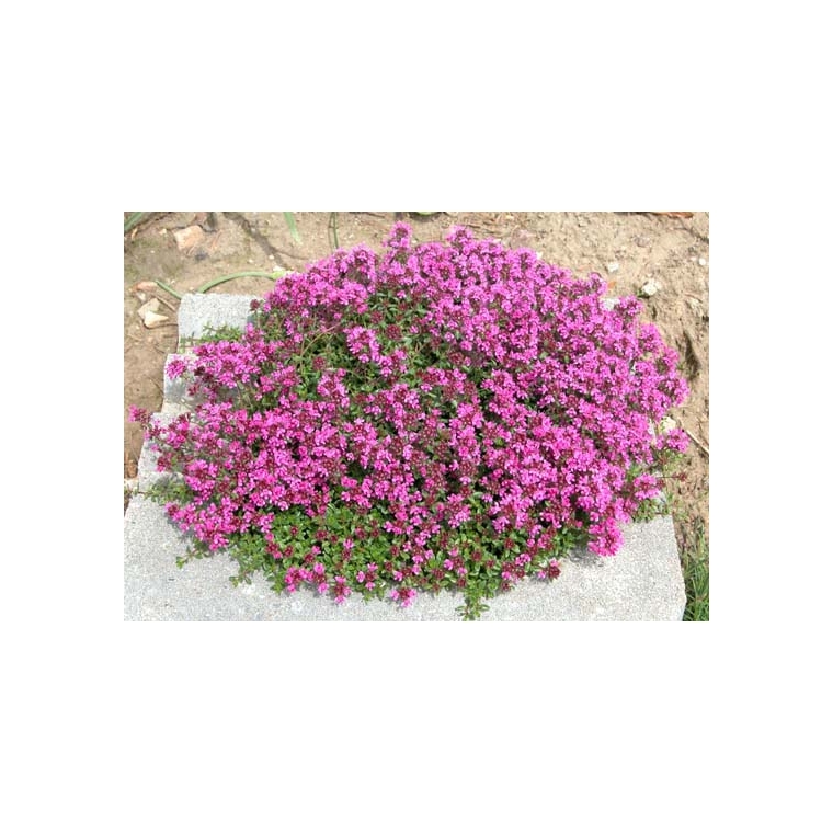 Thymus praecox'Coccineus' 