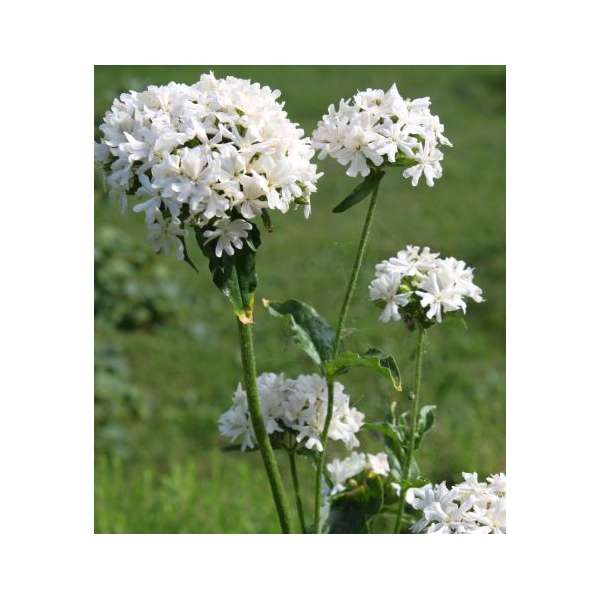 Lychnis chalcedonic'Alba'