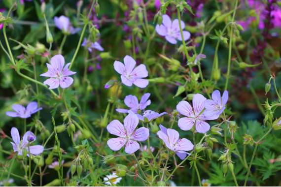 Geranium'Blue Cloud'