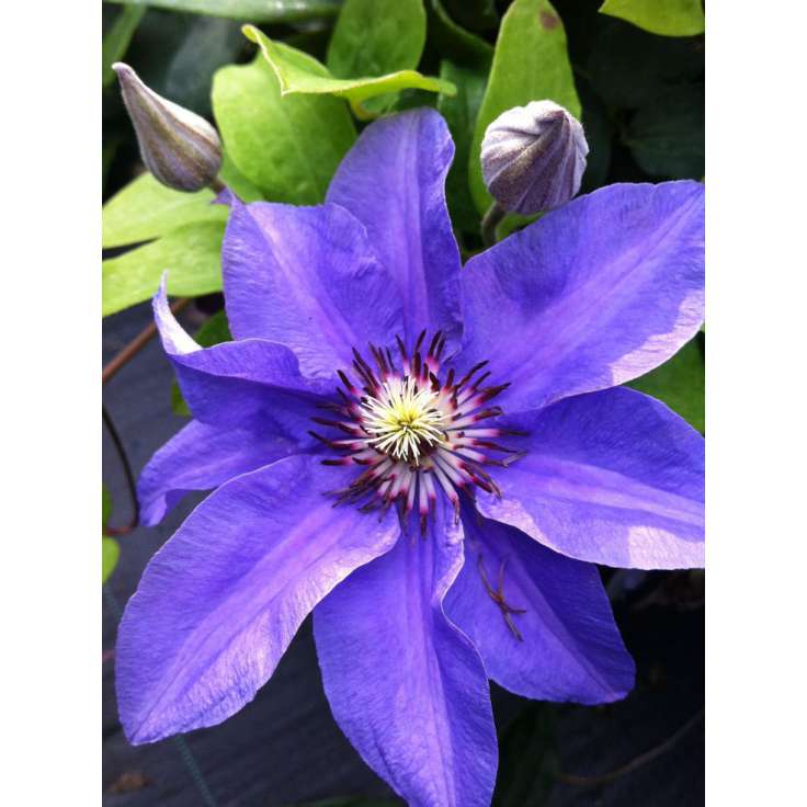 Clematis'Konigskind' 